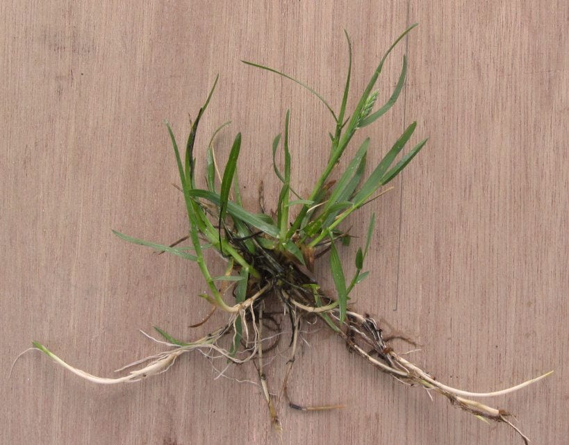 Kentucky bluegrass (Poa pratensis)