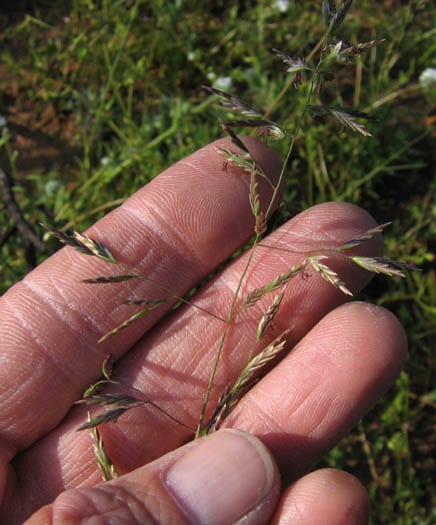 Sandberg bluegrass (Poa secunda)