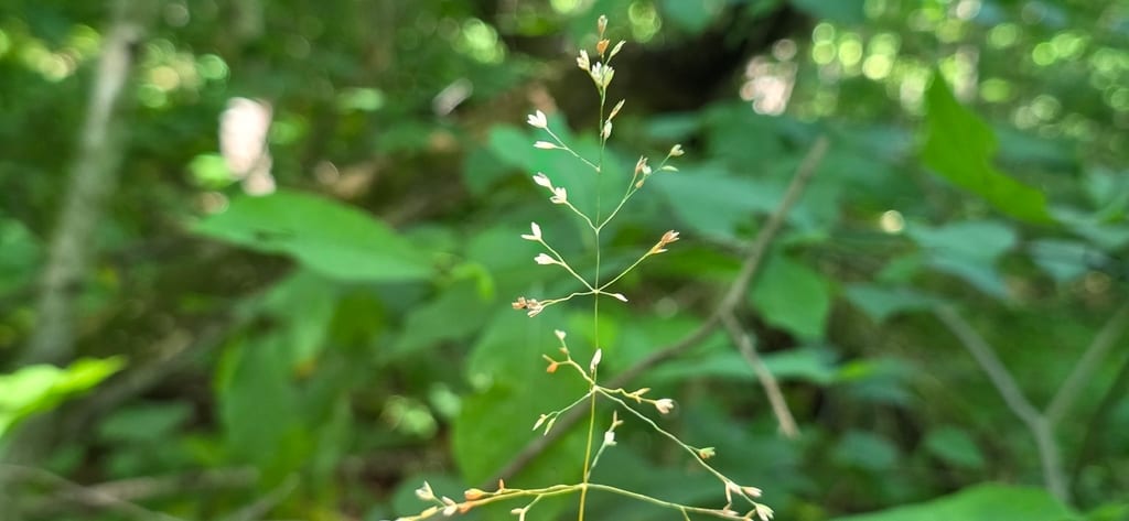 Woodland bluegrass (Poa sylvestris)