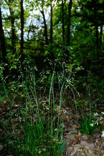 Wolf's blue grass (Poa wolfii)