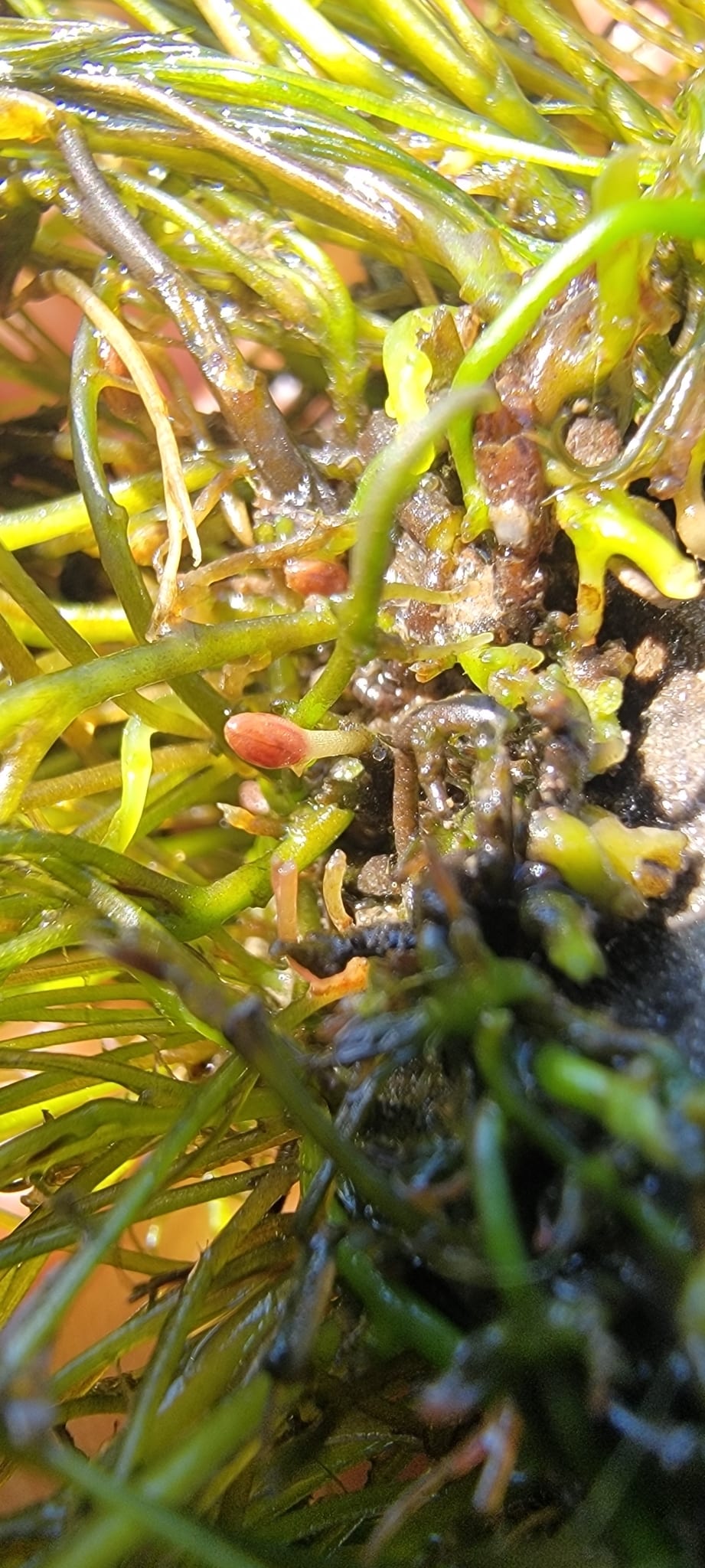 Hornleaf riverweed (Podostemum ceratophyllum)