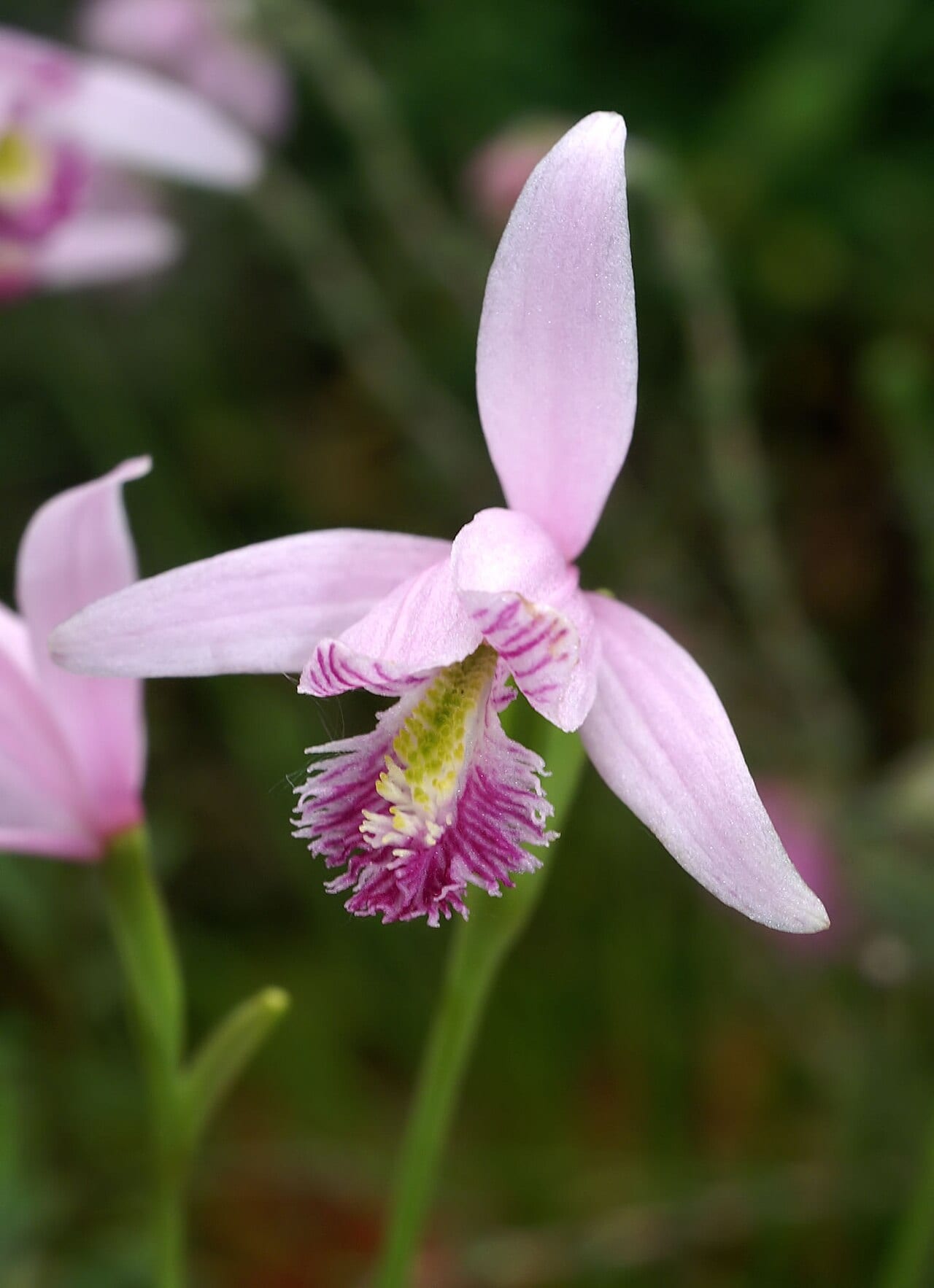 Rose pogonia (Pogonia ophioglossoides)