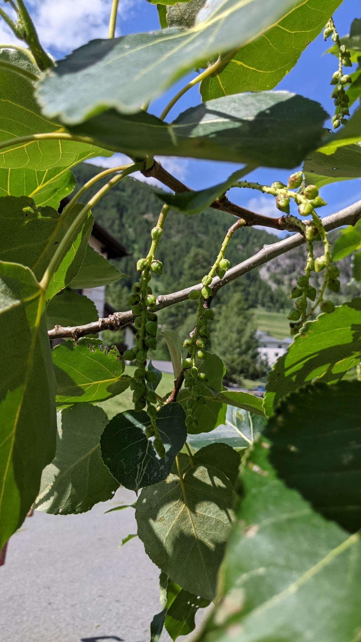 Balm-of-gilead (Populus × jackii)