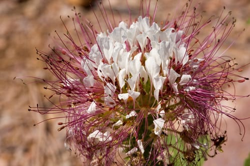 Sandyseed clammyweed (Polanisia dodecandra ssp. trachysperma)