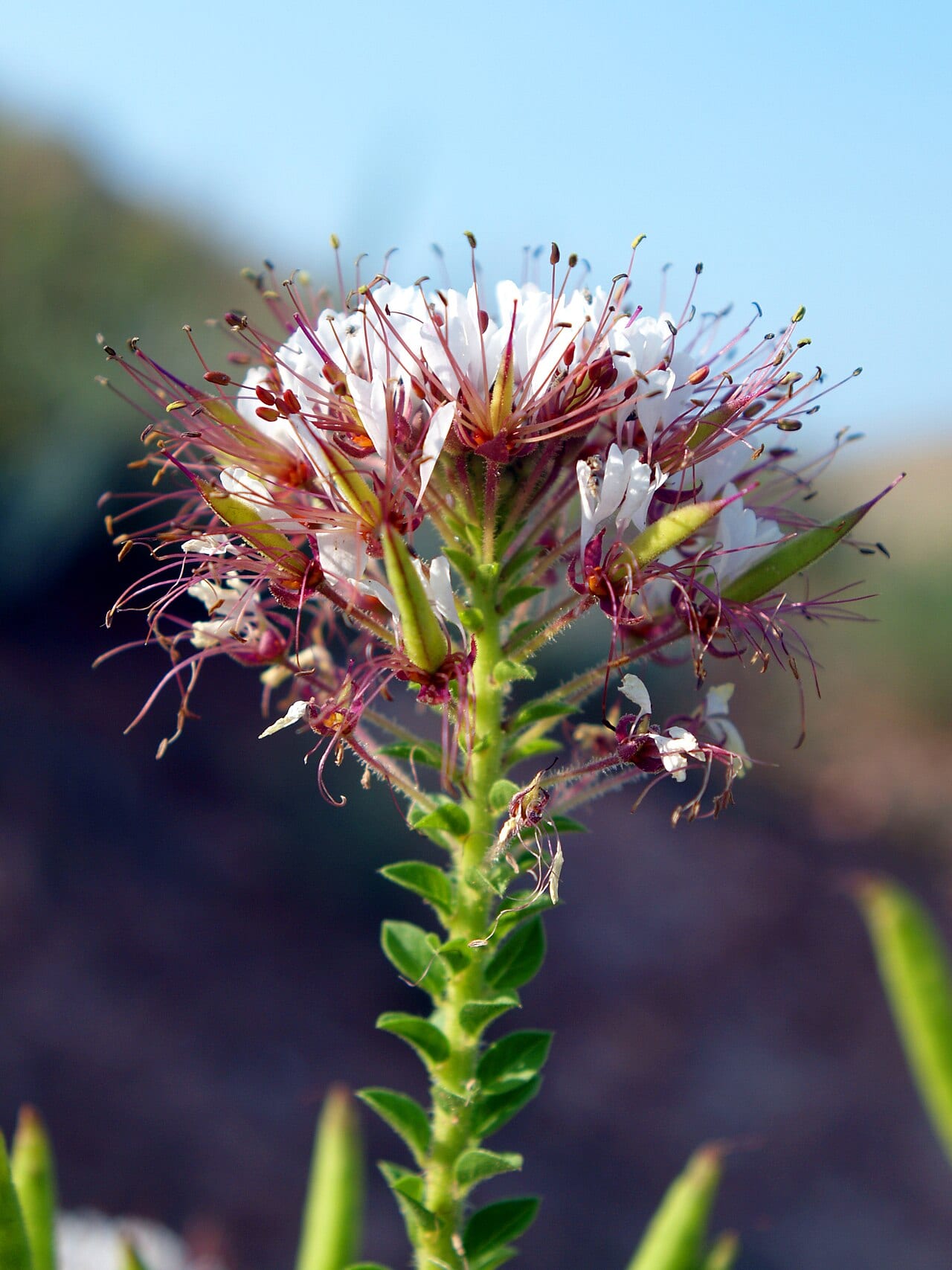 Redwhisker clammyweed (Polanisia dodecandra)