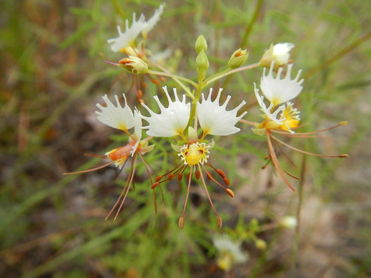 Large clammyweed (Polanisia erosa)