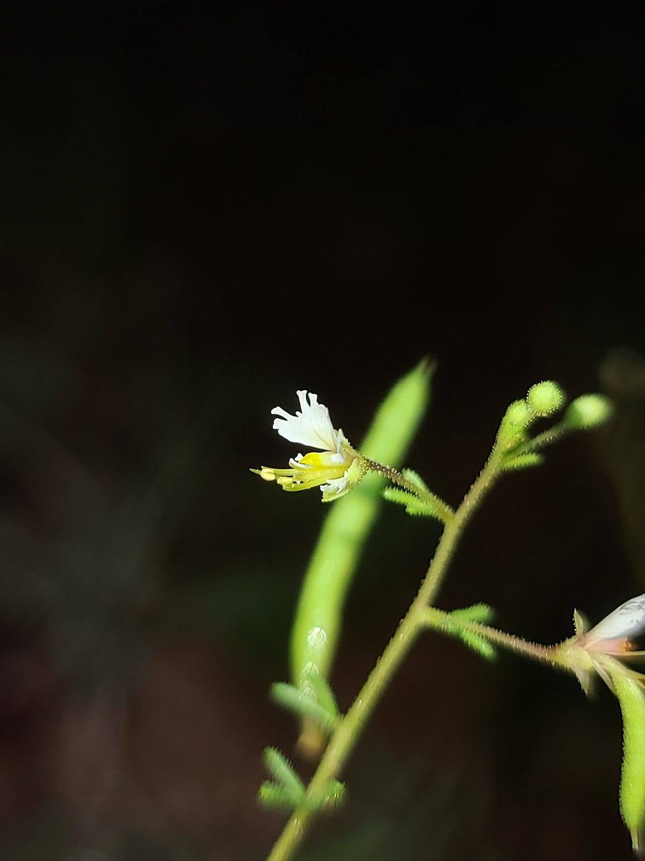 James' clammyweed (Polanisia jamesii)