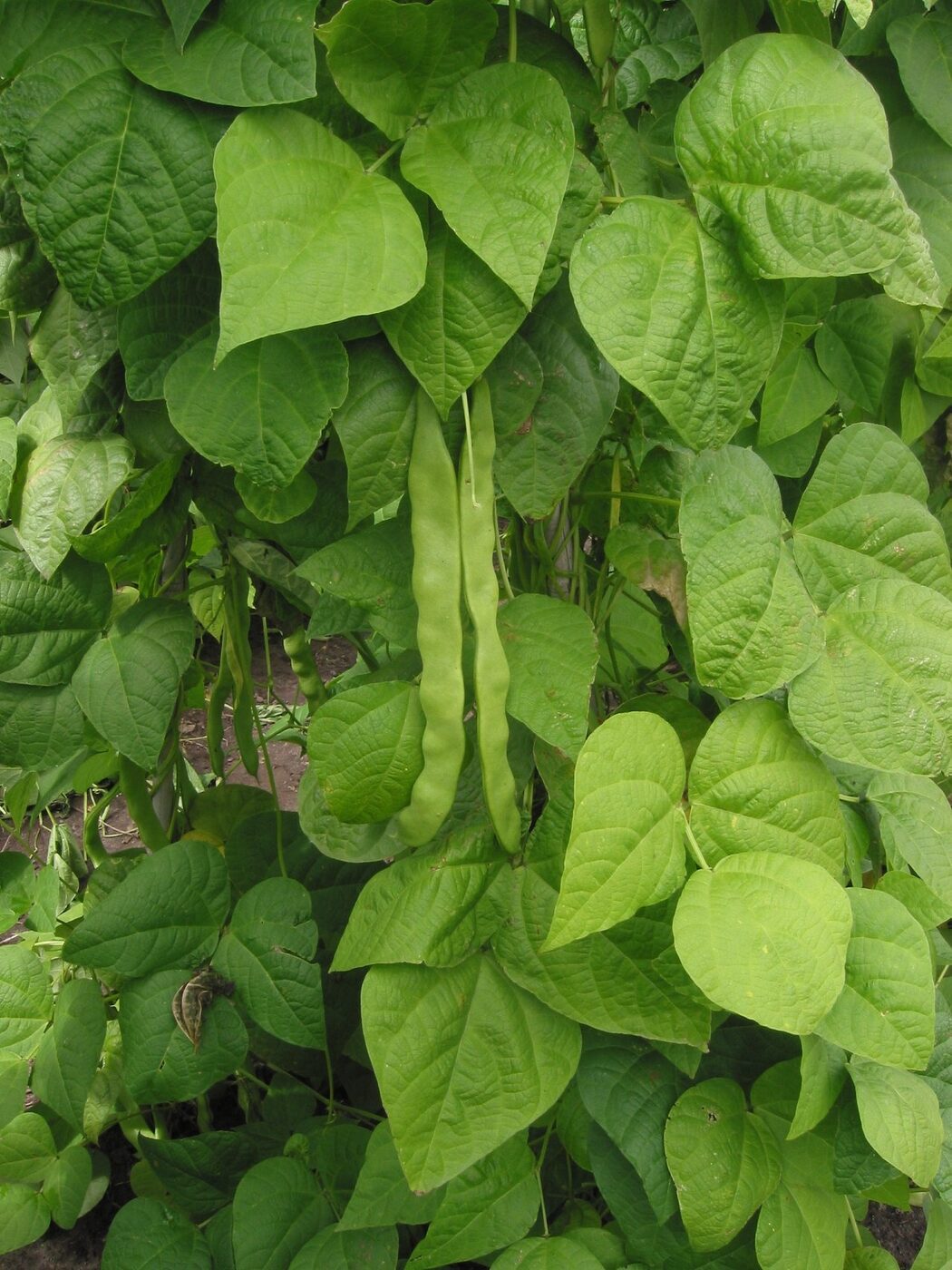 Pole Bean (Phaseolus vulgaris) climbing a pole with green pods