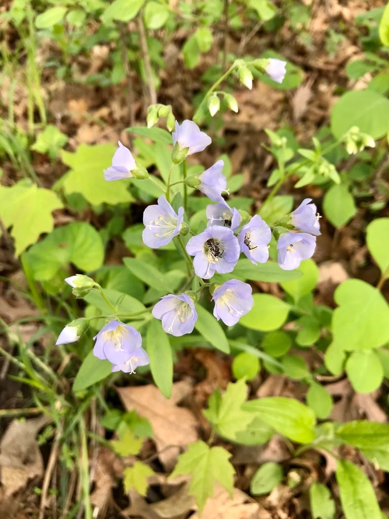 Greek valerian (Polemonium reptans var. reptans)