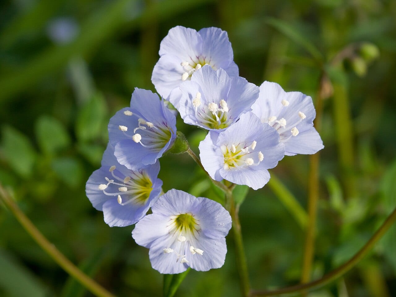 Greek valerian (Polemonium reptans)