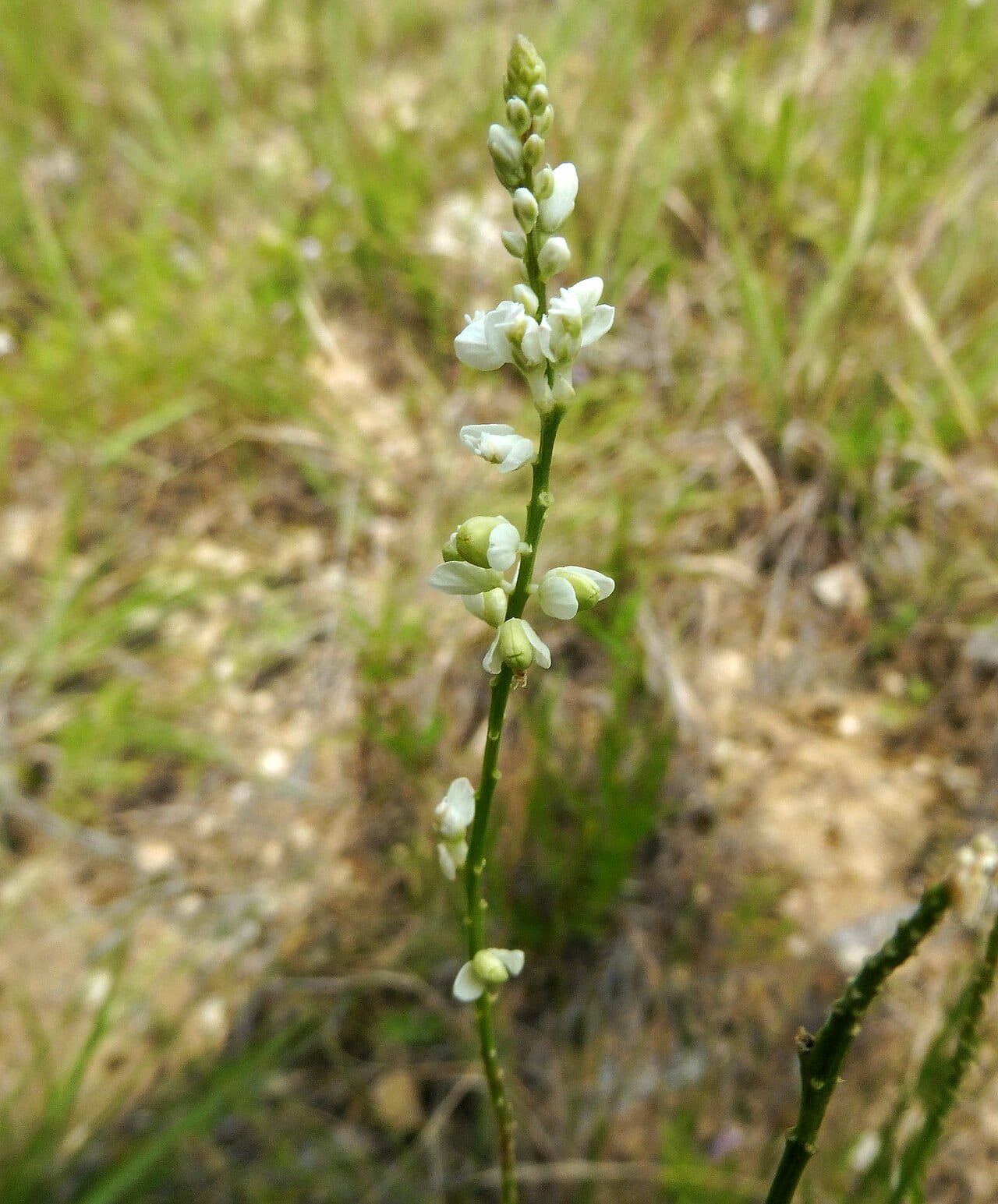 White milkwort (Polygala alba)
