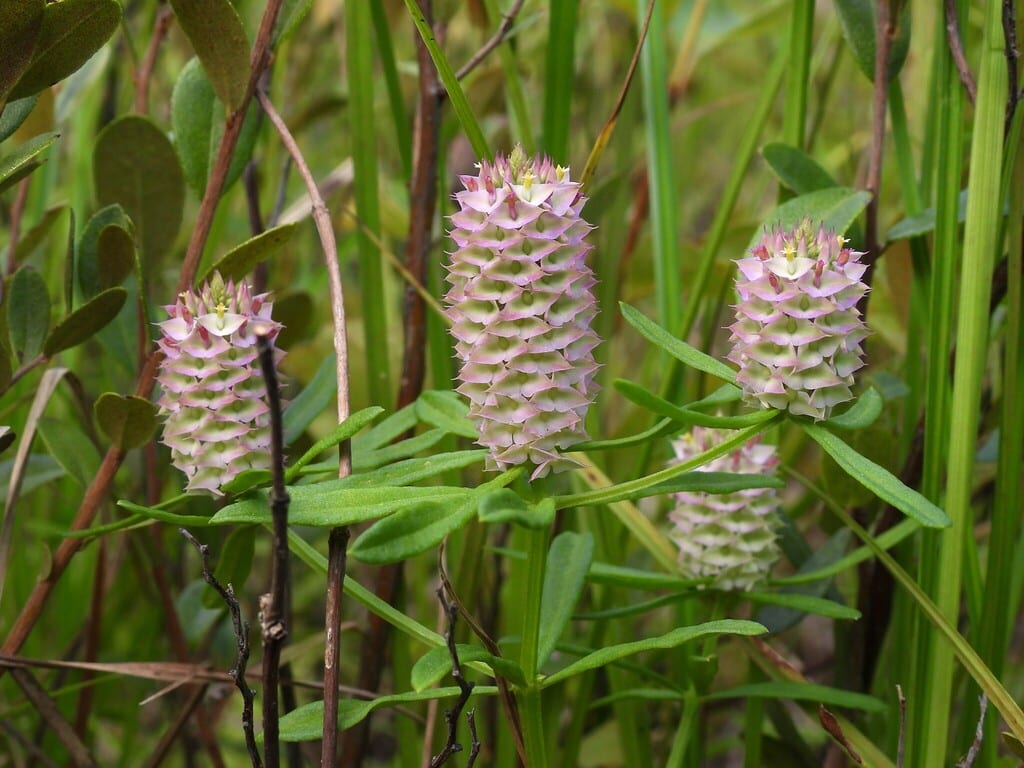 Drumheads (Polygala cruciata var. cruciata)