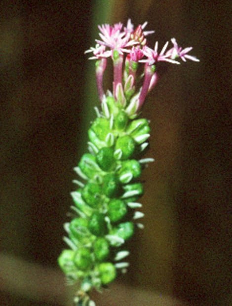 Procession flower (Polygala incarnata)