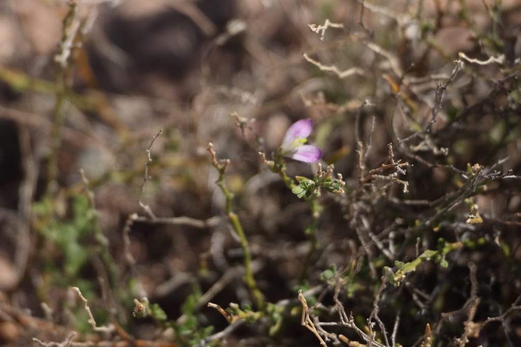 Shrubby milkwort (Polygala lindheimeri var. parvifolia)