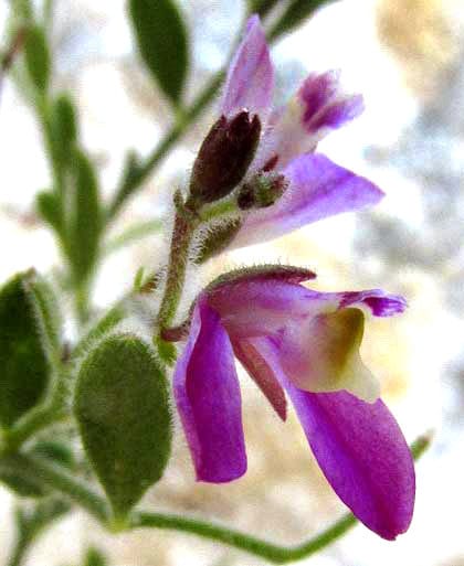 Shrubby milkwort (Polygala lindheimeri)