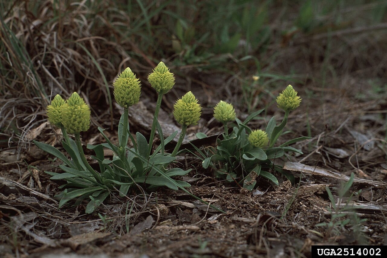 Candyroot (Polygala nana)