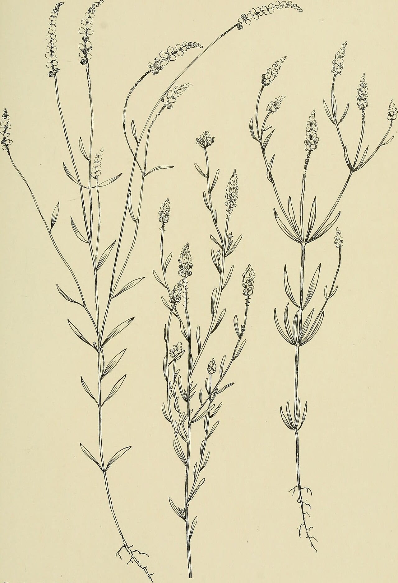 Nuttall's milkwort (Polygala nuttallii)