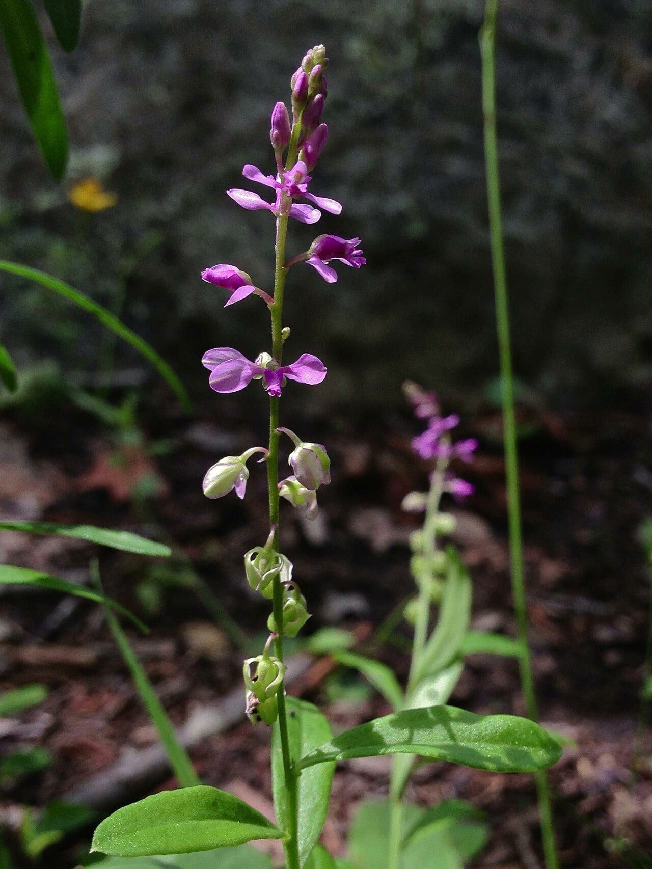 Racemed milkwort (Polygala polygama)