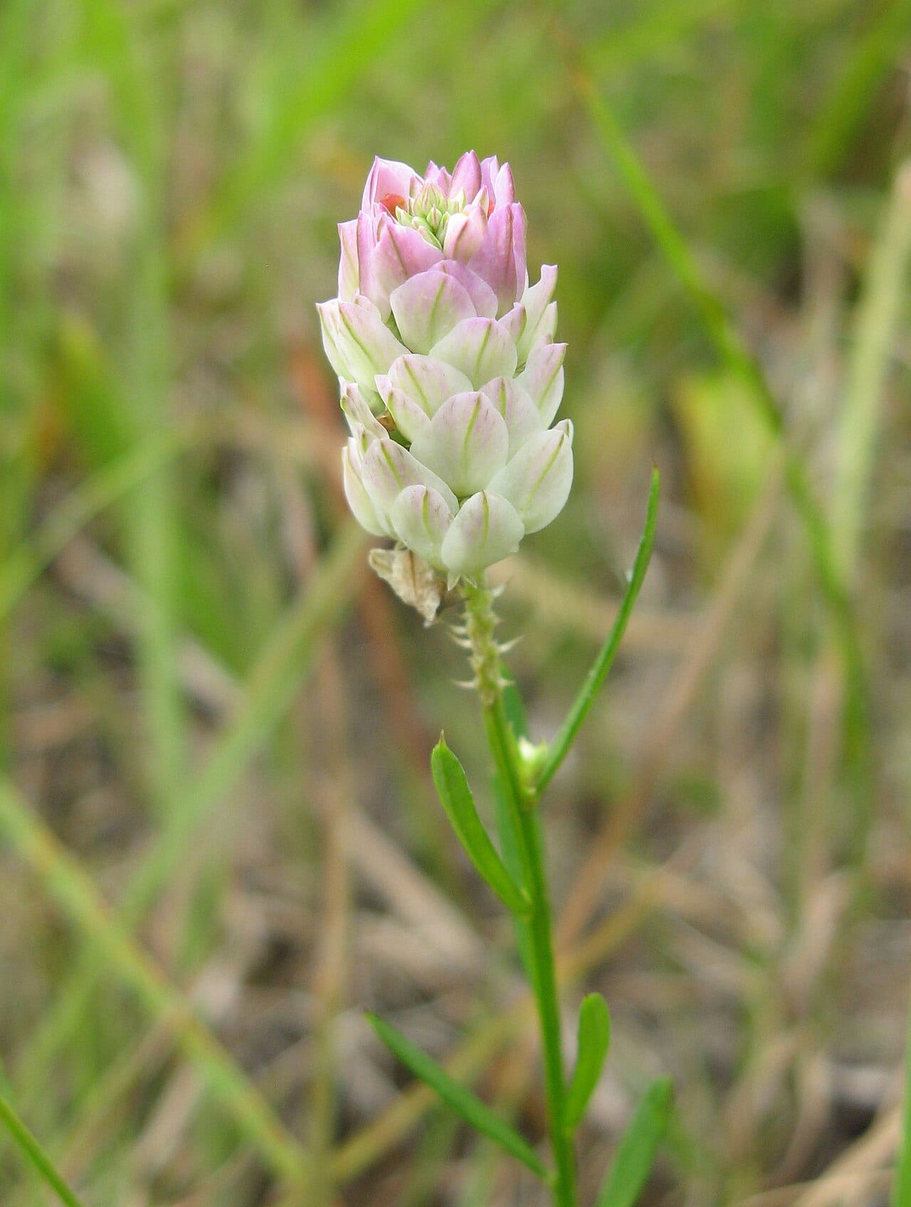 Purple milkwort (Polygala sanguinea)