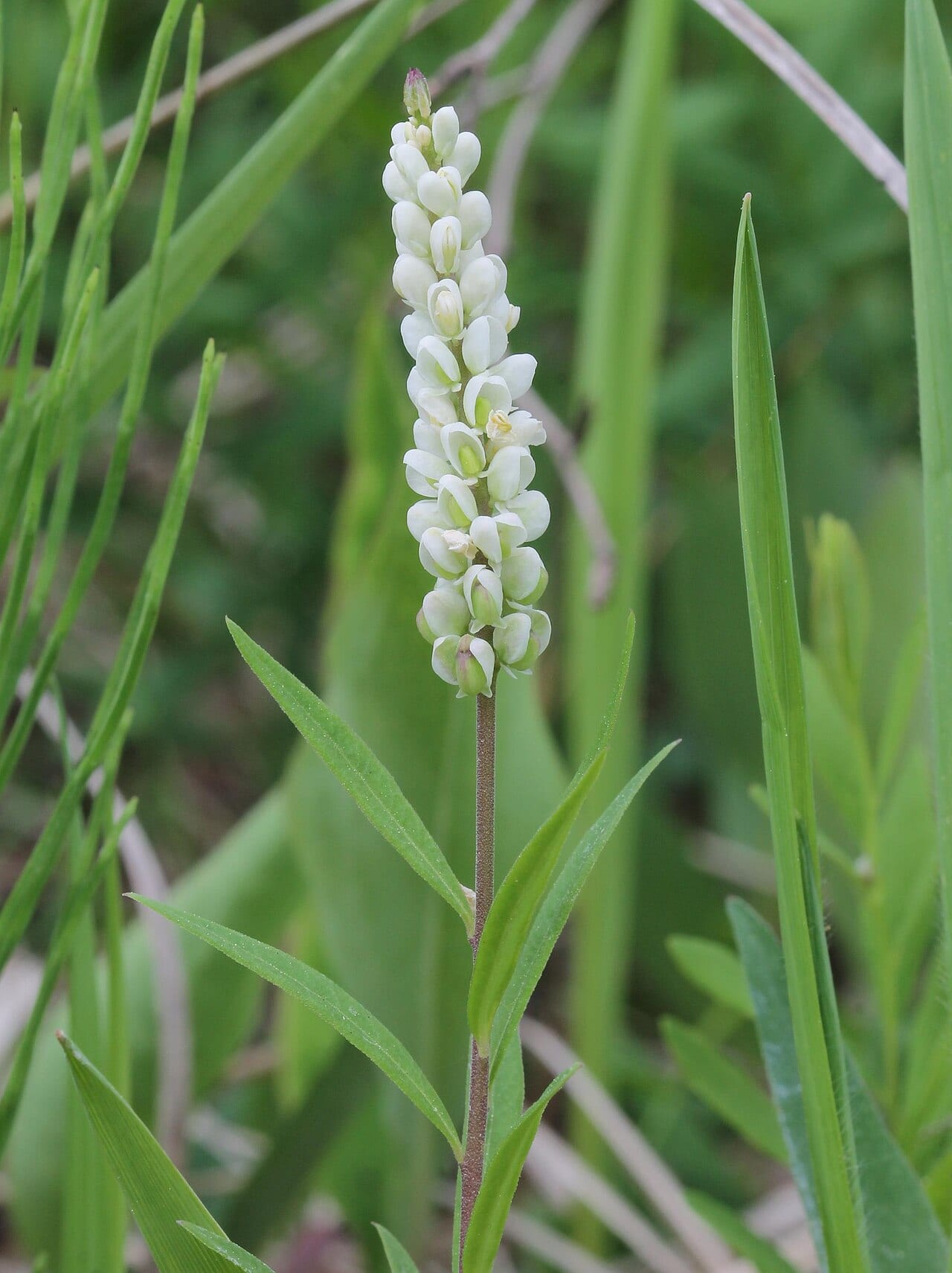 Seneca snakeroot (Polygala senega)