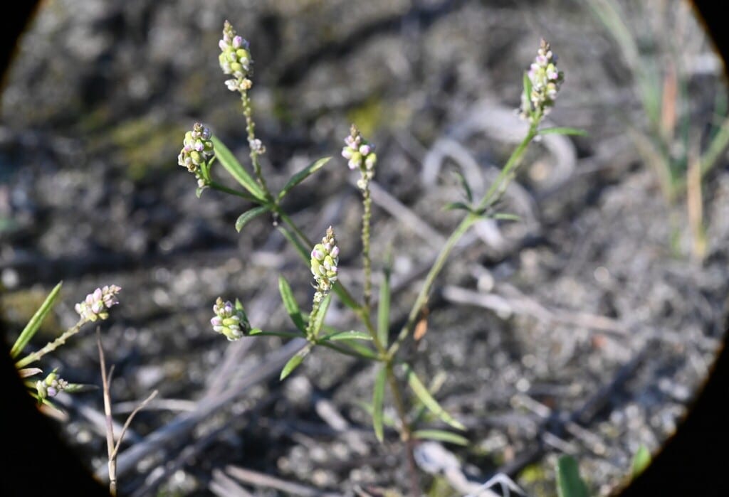 Whorled milkwort (Polygala verticillata)