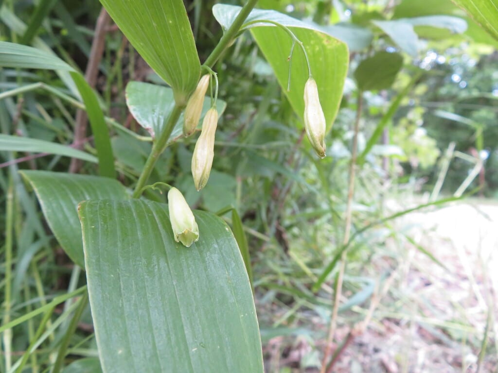 Great solomon's seal (Polygonatum biflorum var. commutatum)