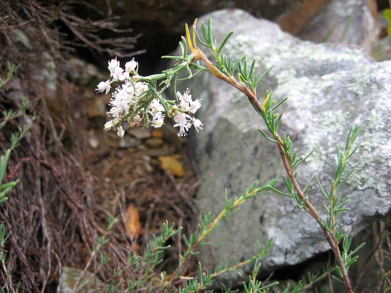 Southern jointweed (Polygonella americana)
