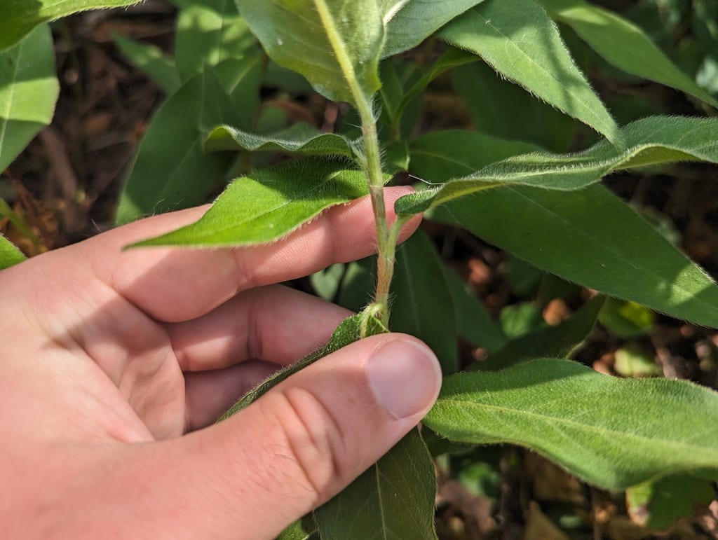 Water smartweed (Polygonum amphibium var. stipulaceum)