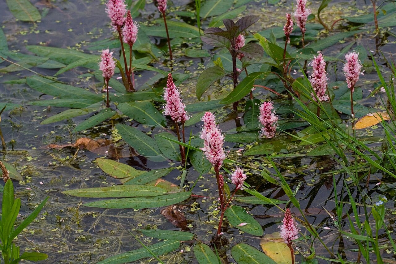 Water knotweed (Polygonum amphibium)
