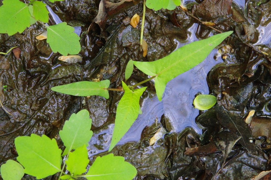 Halberdleaf tearthumb (Polygonum arifolium)