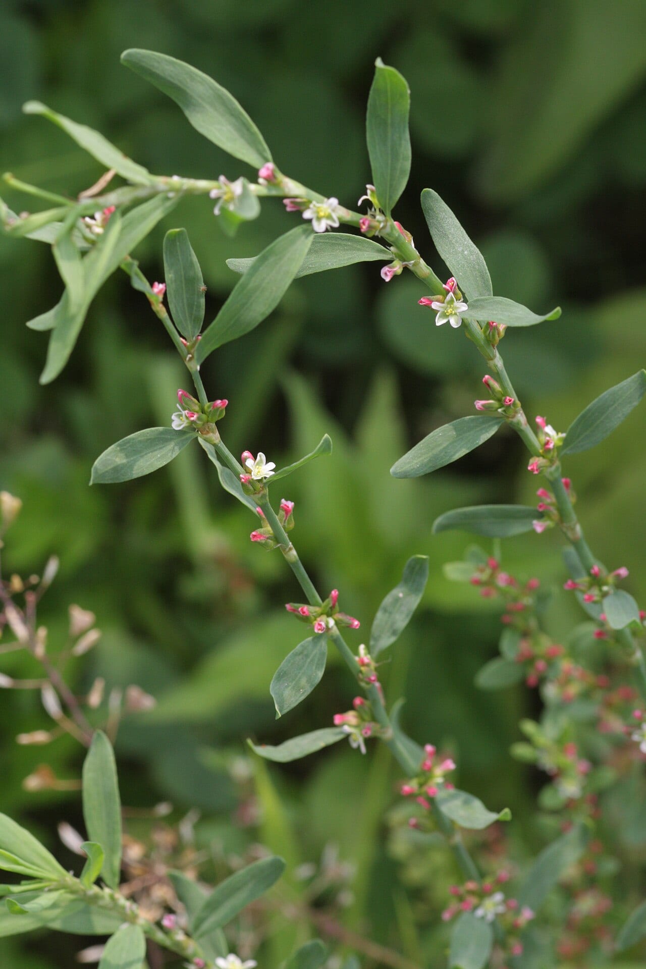 Box knotweed (Polygonum buxiforme)