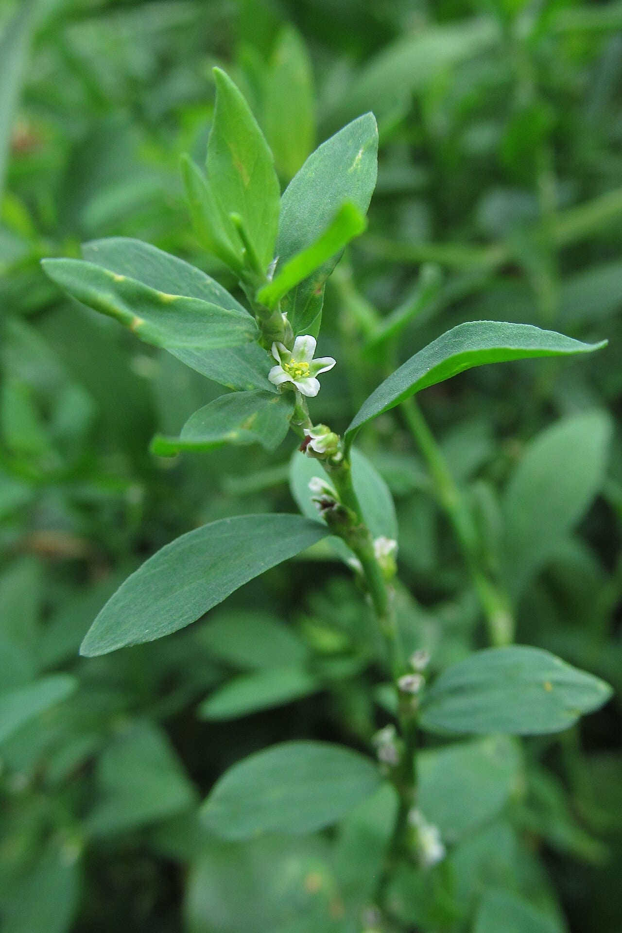 Erect knotweed (Polygonum erectum)