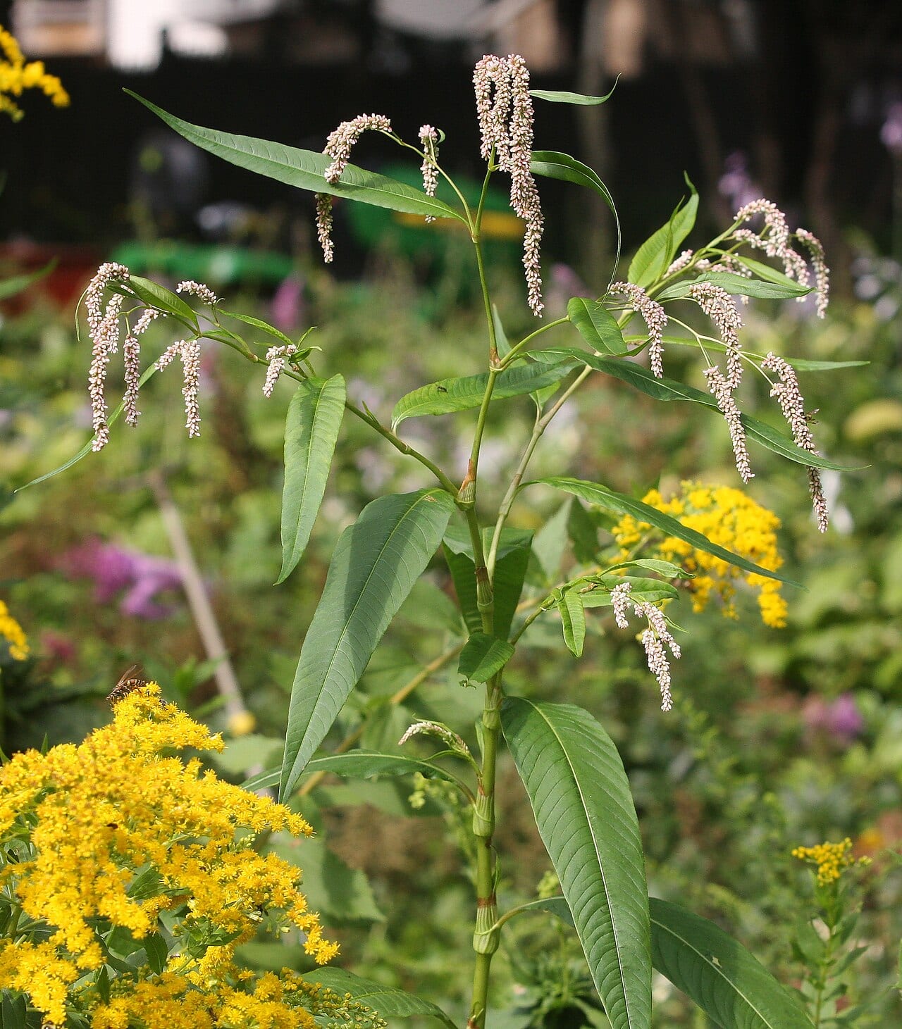 Curlytop knotweed (Polygonum lapathifolium)