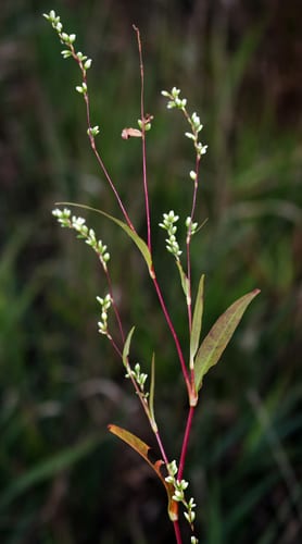 Dotted smartweed (Polygonum punctatum var. confertiflorum)
