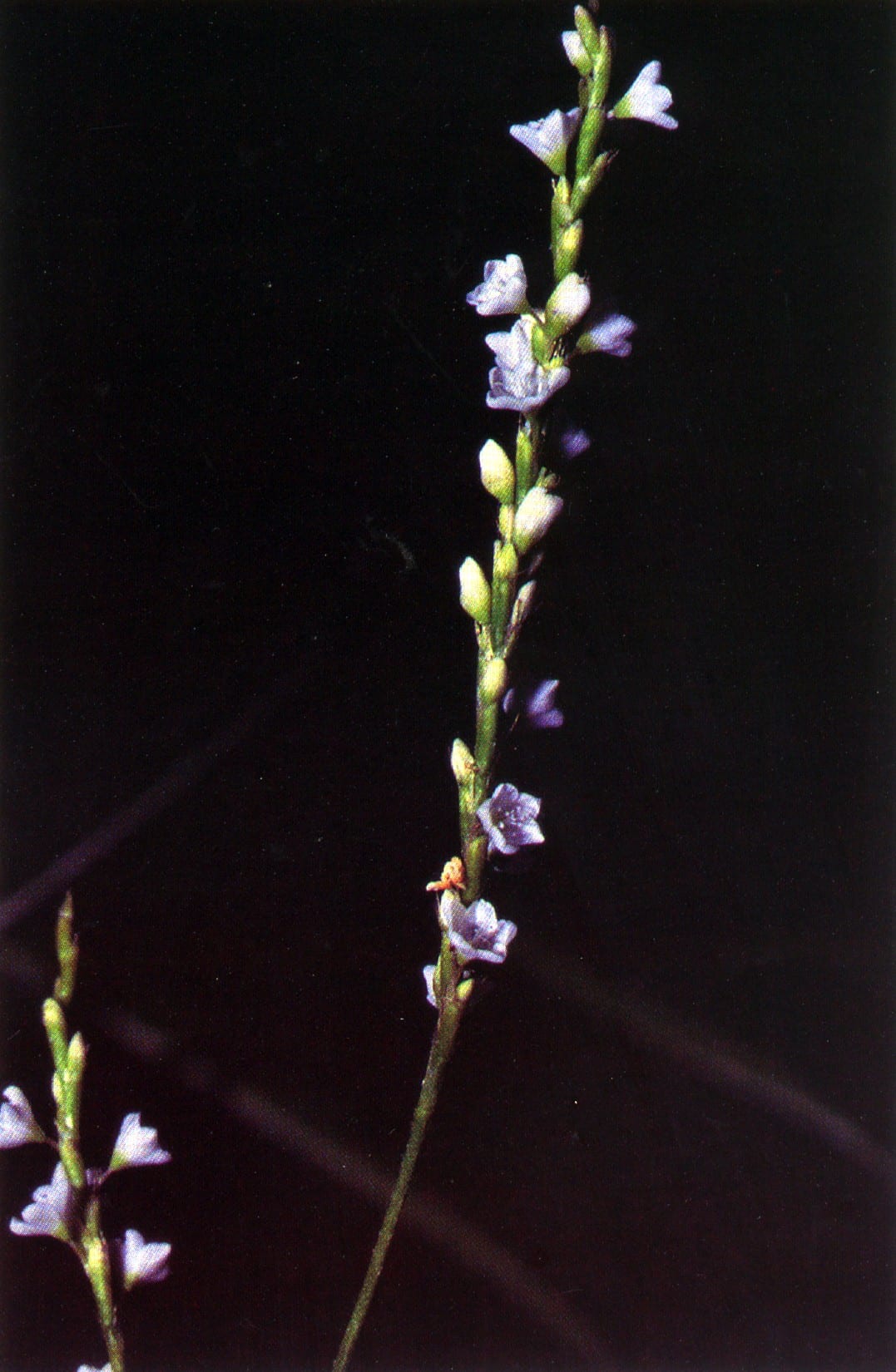 Dotted smartweed (Polygonum punctatum)