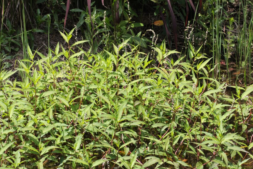 Coarse smartweed (Polygonum robustius)
