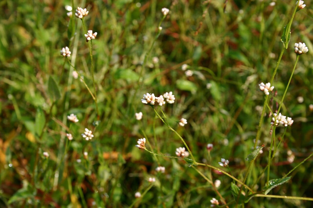 Arrowleaf tearthumb (Polygonum sagittatum)