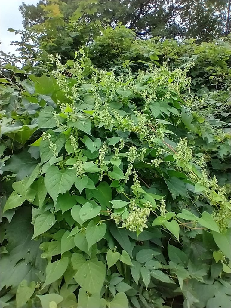 Crested false buckwheat (Polygonum scandens var. cristatum)