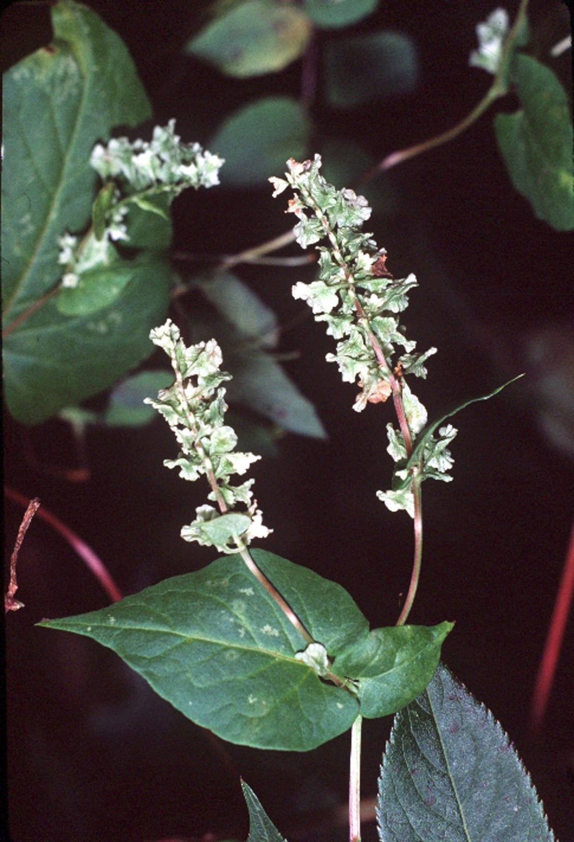 Climbing false buckwheat (Polygonum scandens)