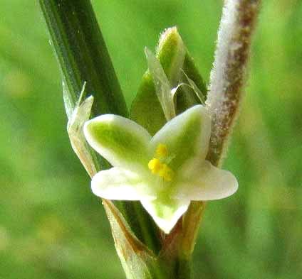 Striped knotweed (Polygonum striatulum)