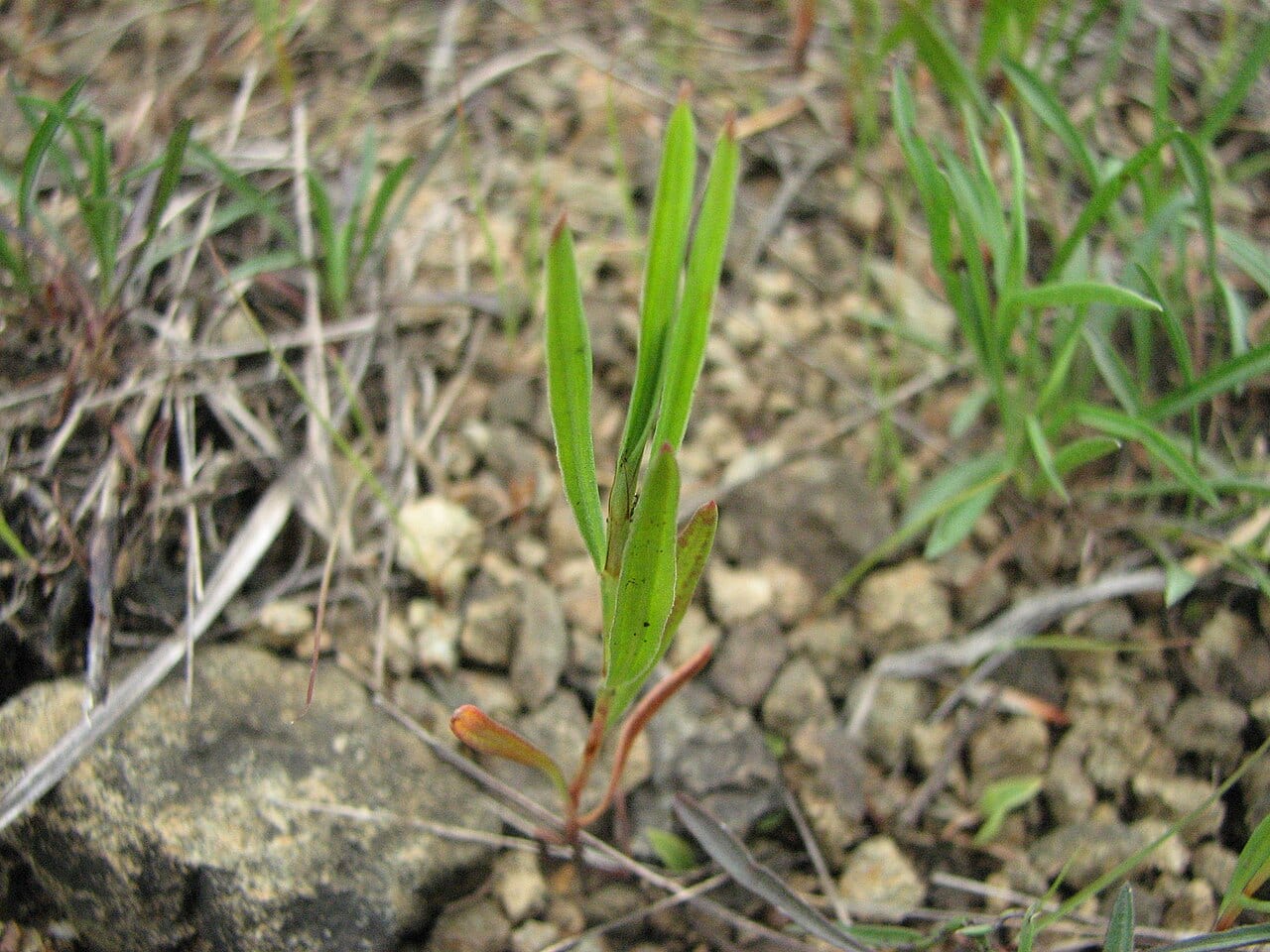 Pleatleaf knotweed (Polygonum tenue)