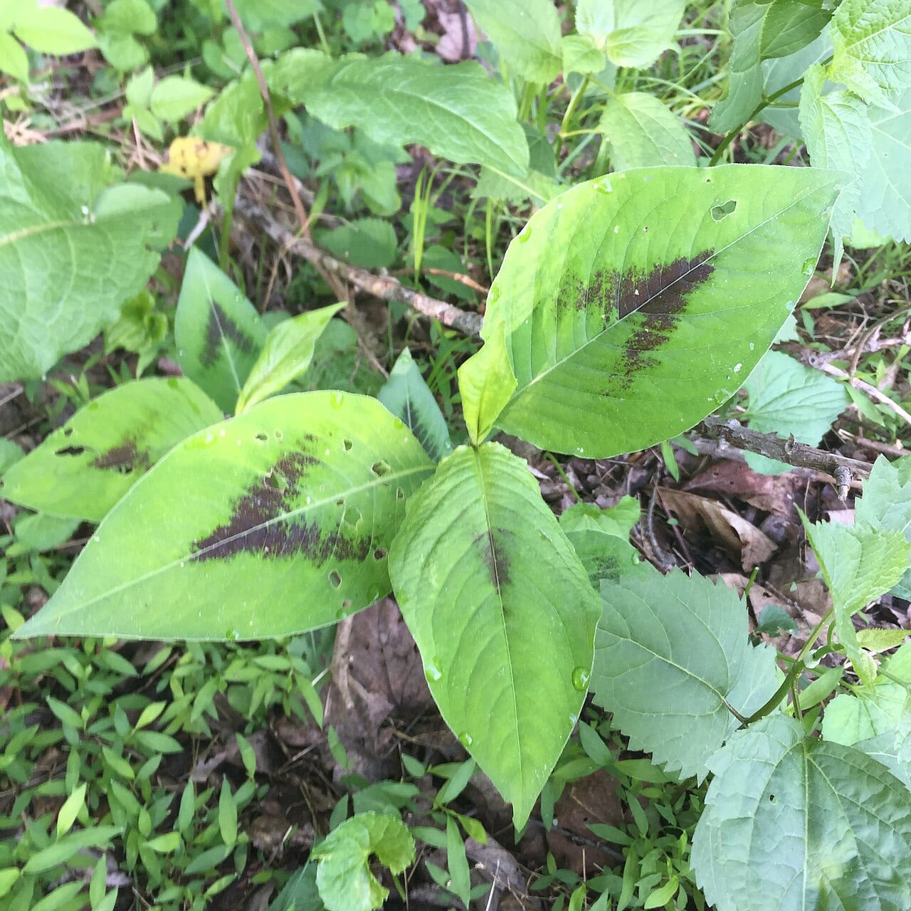Jumpseed (Polygonum virginianum)