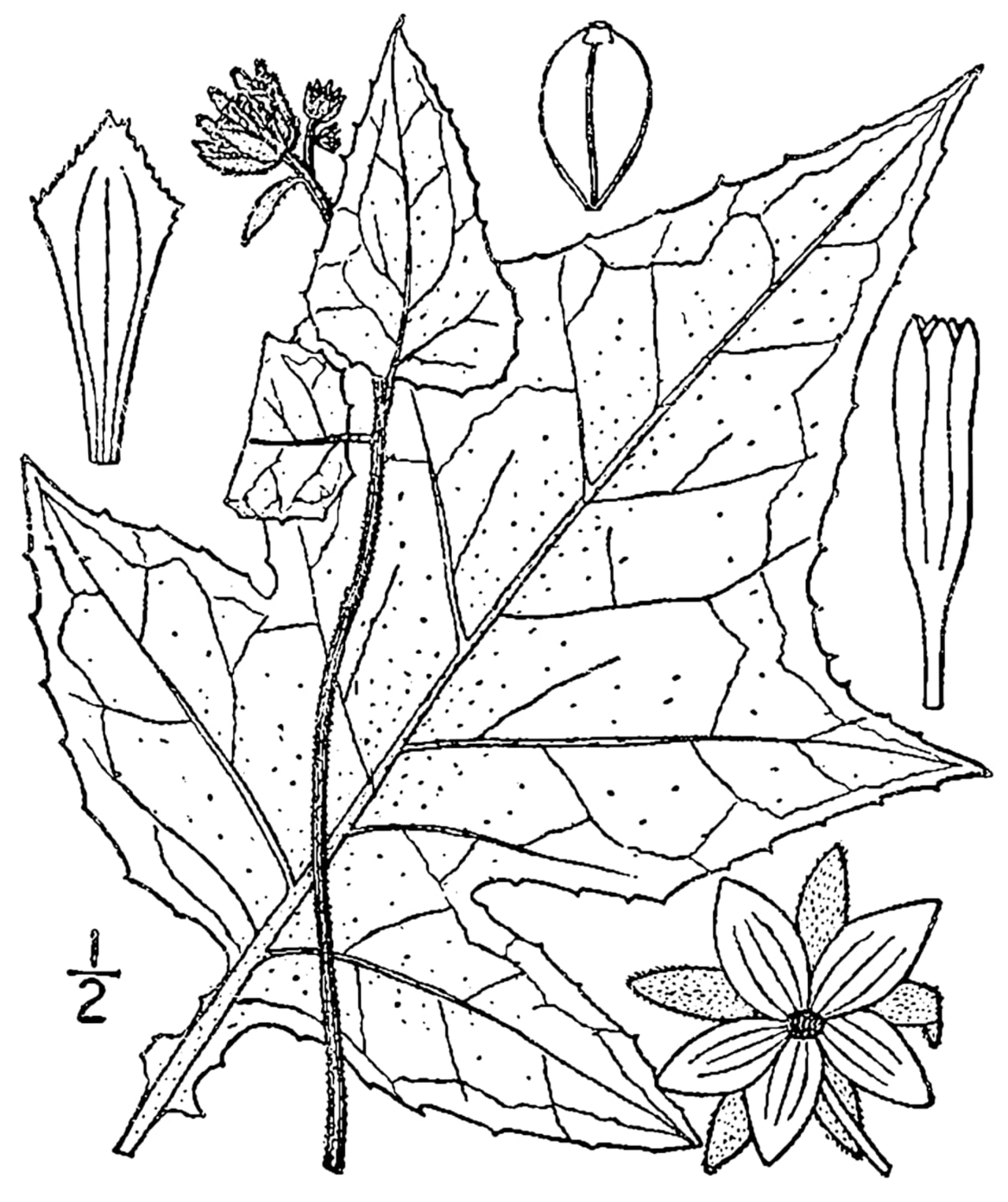 Whiteflower leafcup (Polymnia canadensis)