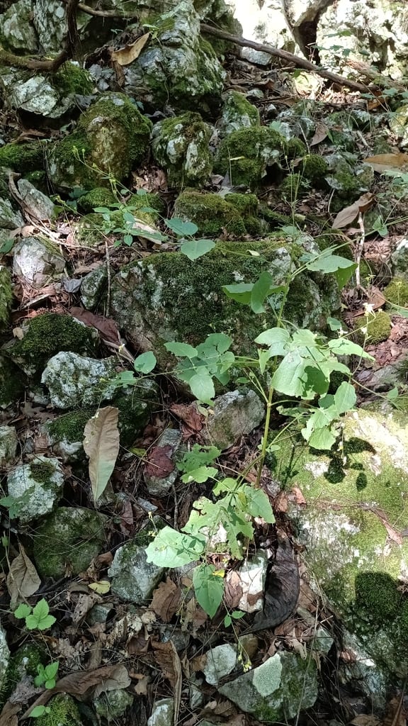 Cossatot mountain leafcup (Polymnia cossatotensis)
