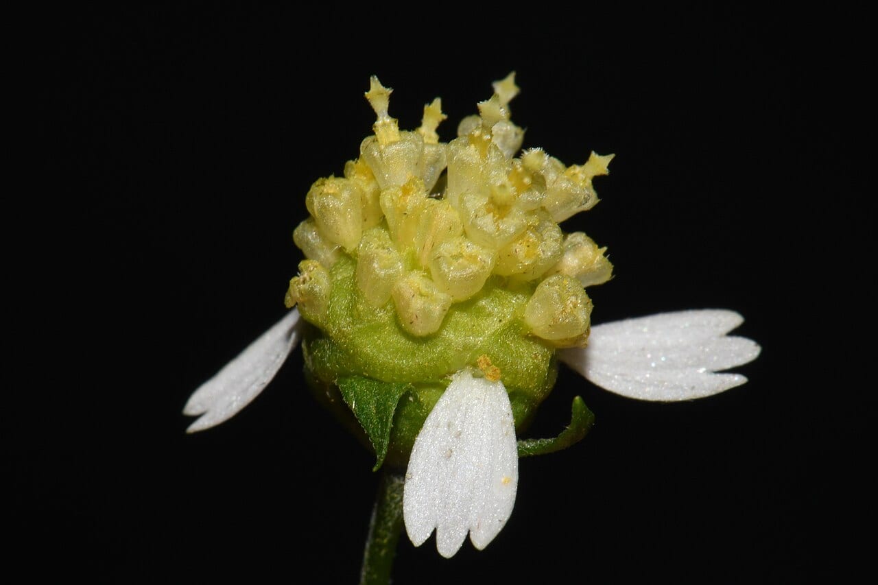 Tennessee leafcup (Polymnia laevigata)