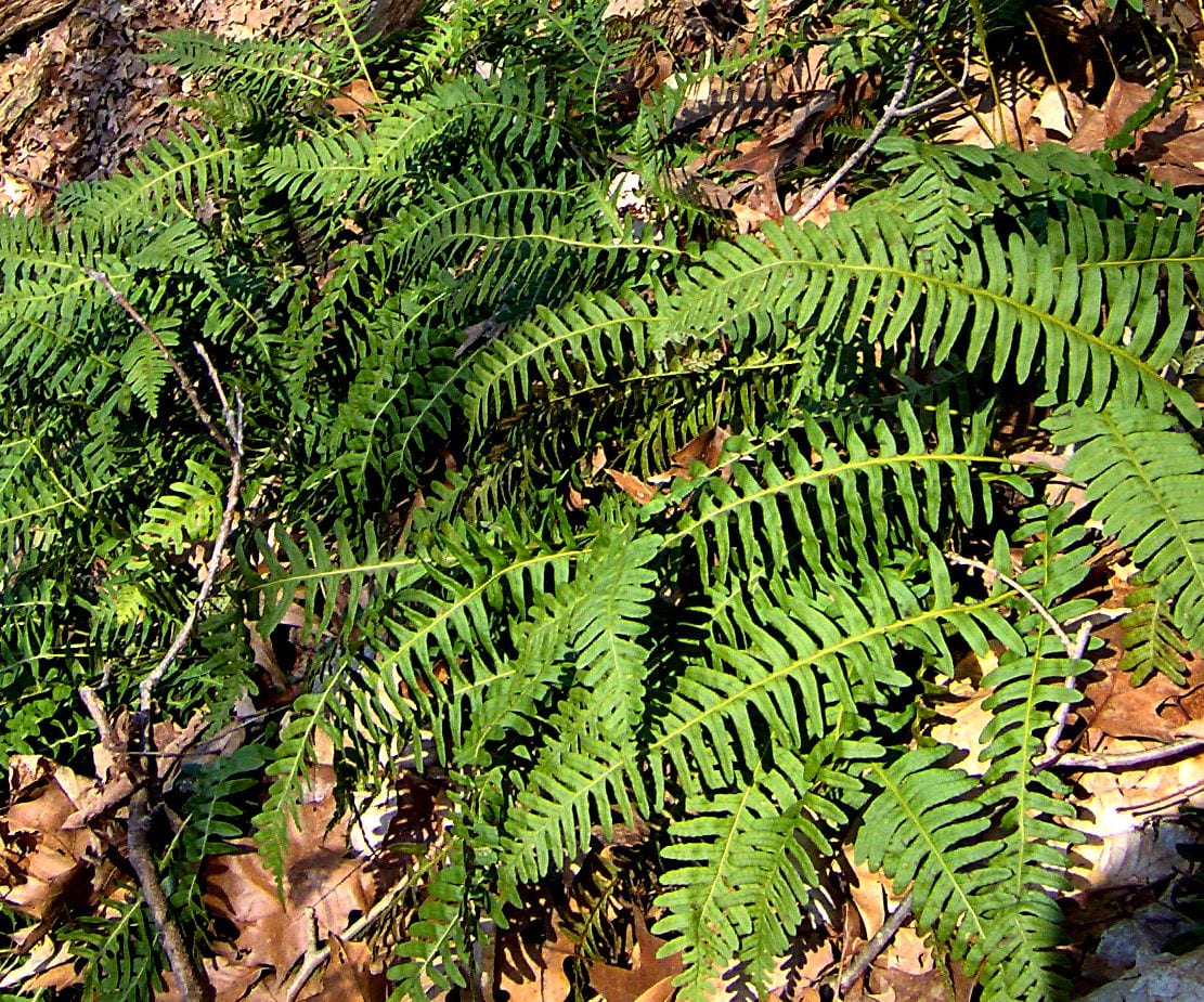 Rock polypody (Polypodium virginianum)