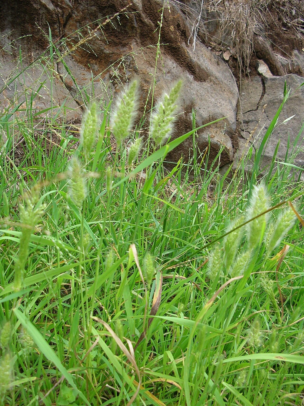 Ditch beardgrass (Polypogon interruptus)