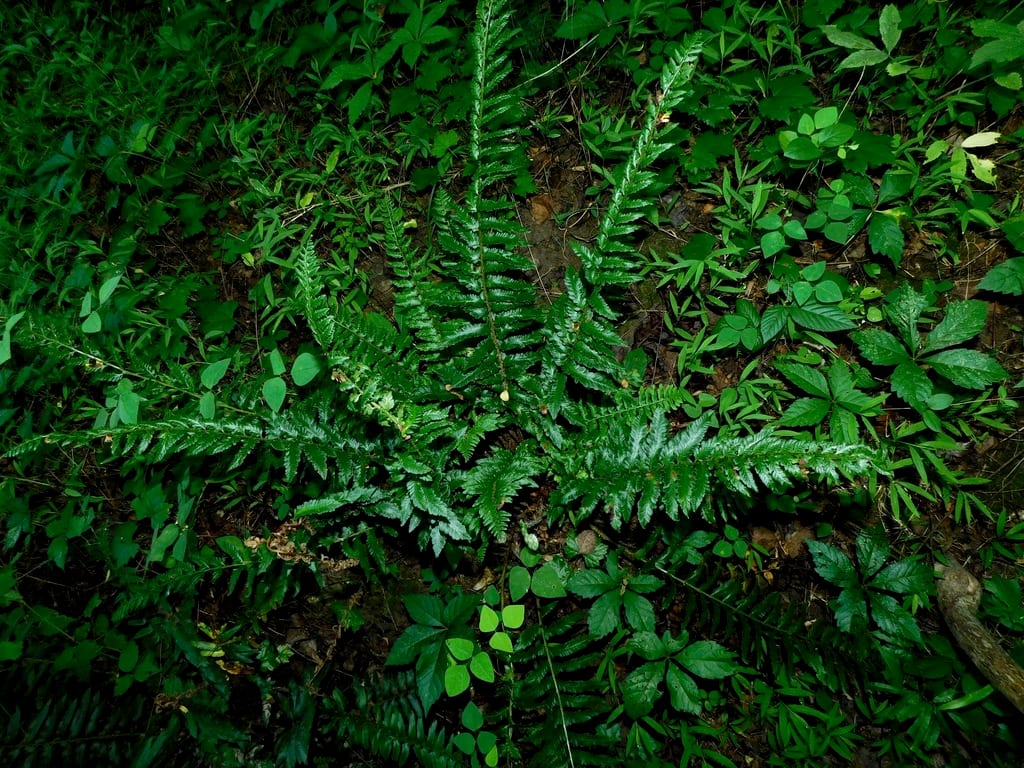 Christmas fern (Polystichum acrostichoides var. acrostichoides)
