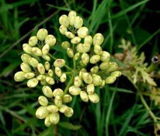 Nuttall's prairie parsley (Polytaenia nuttallii)