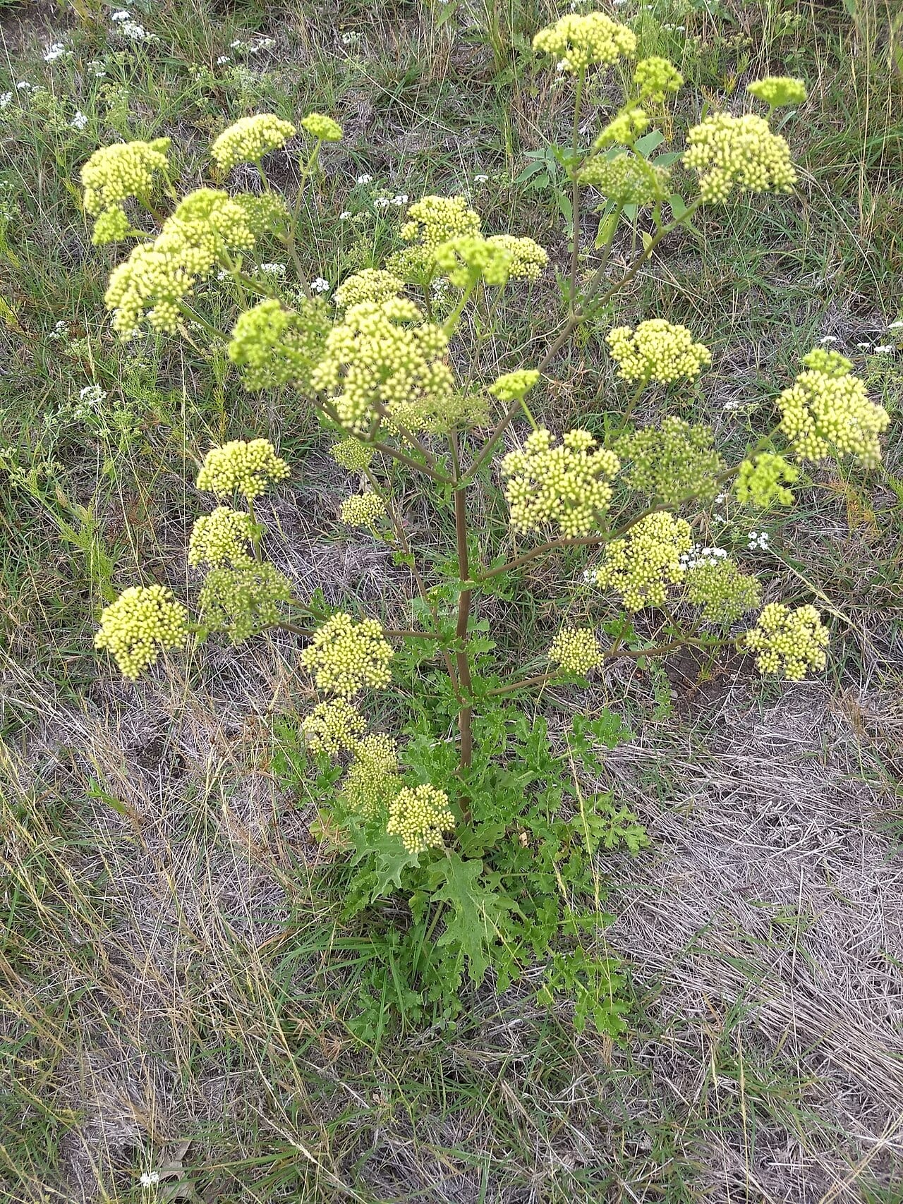 Texas prairie parsley (Polytaenia texana)